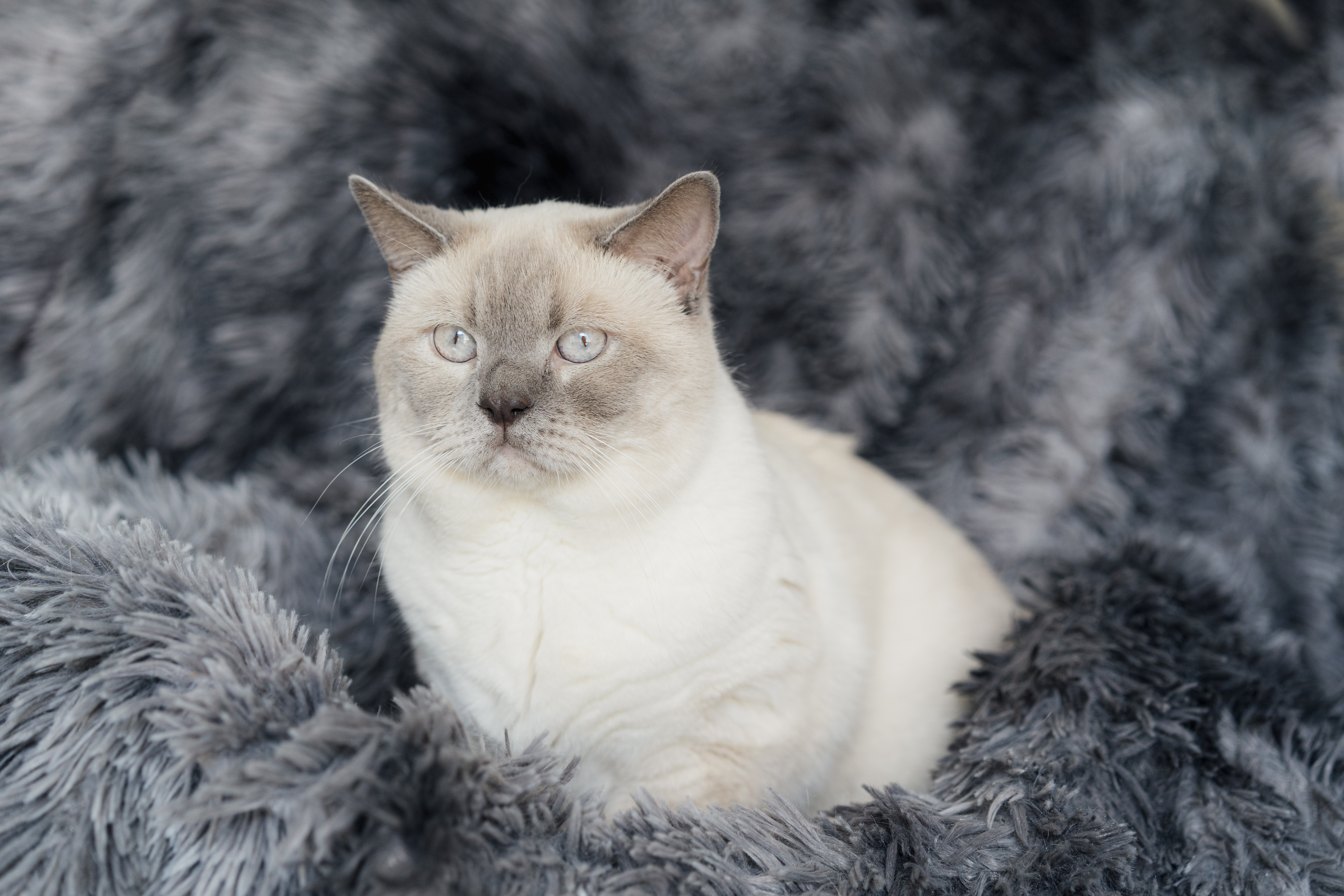 Bonsai Kitten > Home