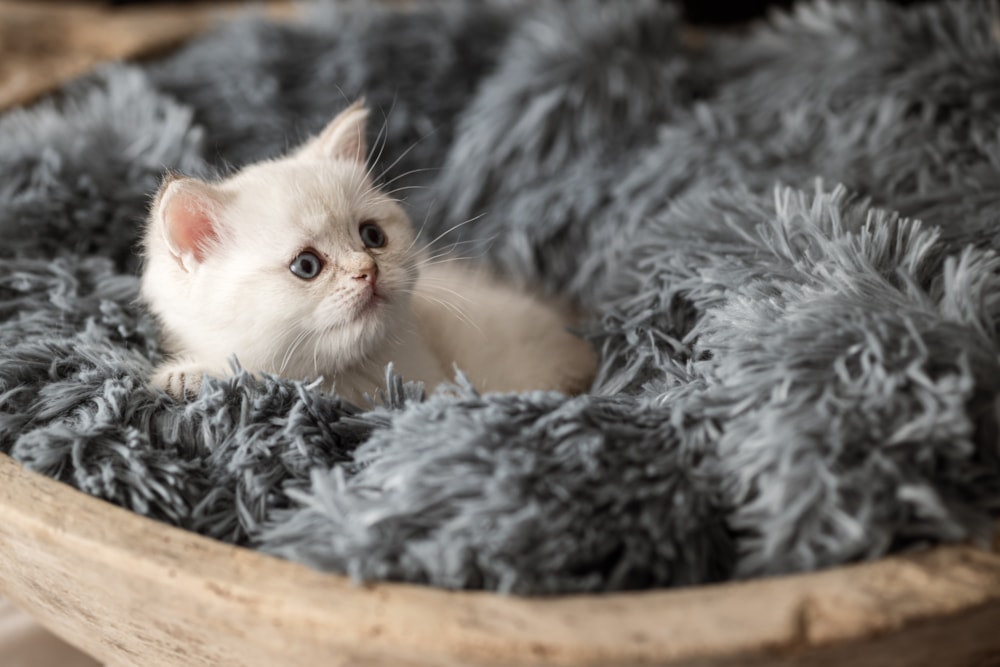 Bonsai Kitten Kittens Texas man found eating teenage boy in haunted house attraction breaking news now.